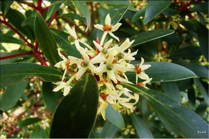 Drimys-aromatica