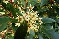 Drimys-aromatica