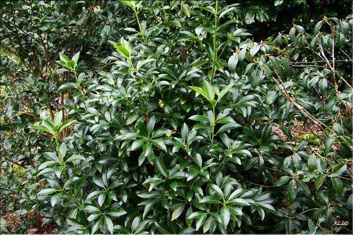 illicium-anisatum