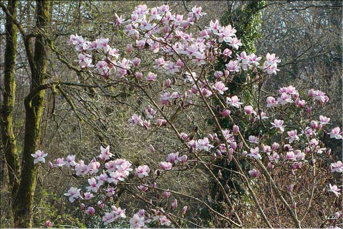 Magnolia-Athenes.