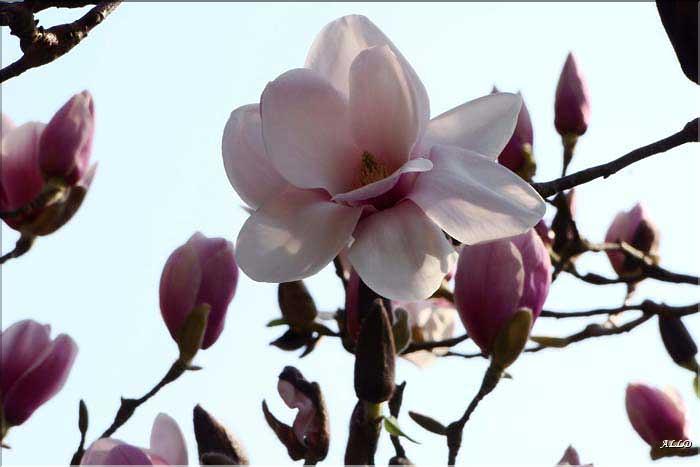 Magnolia-Athenes
