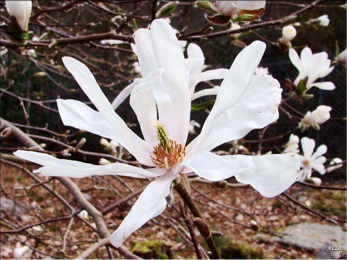 Magnolia-Ballerina