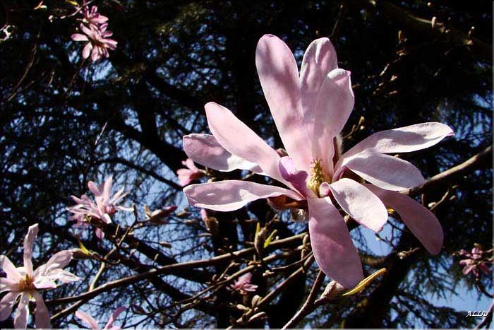Magnolia-Leonard-Messel.