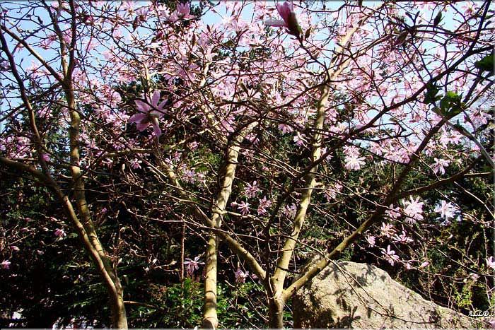 Magnolia-Leonard-Messel