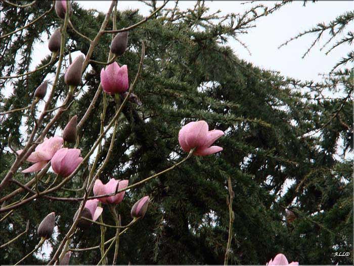 Magnolia-Sir-Charles-Raffil