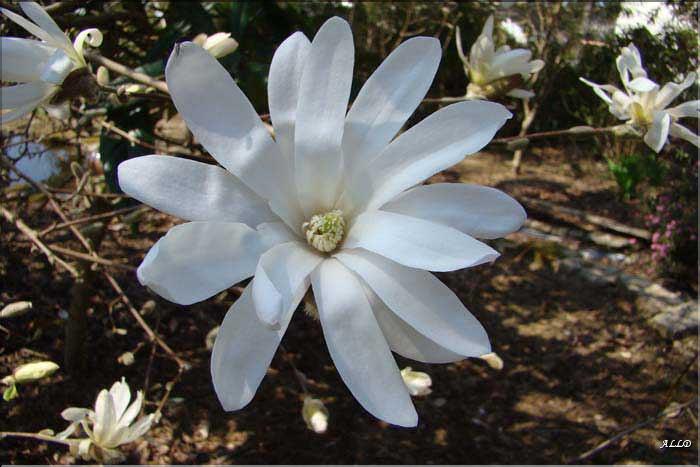 Magnolia-Stellata.