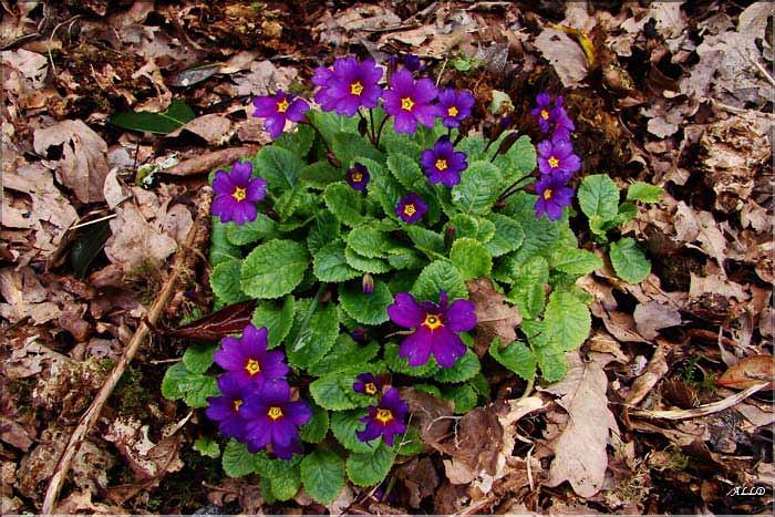 Primula