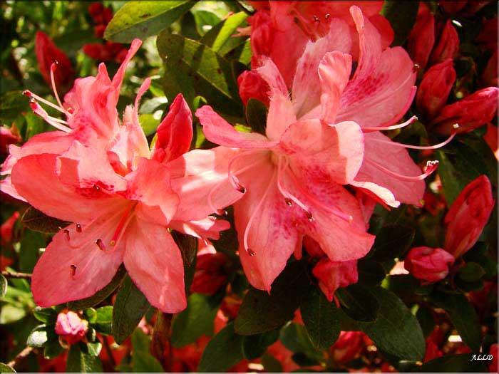 azalee-Blaaw's-Pink