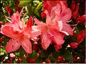 azalee-Blaaw's-Pink