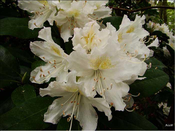 Cuningham's-white