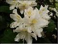 Cuningham's-white