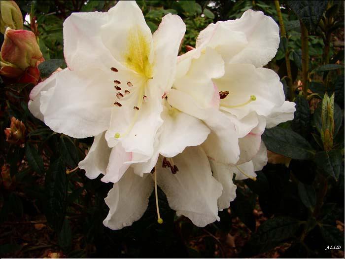 Fragrantissima