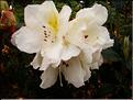Fragrantissima