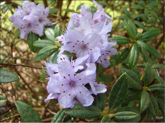 hippophaeoides