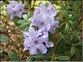 hippophaeoides