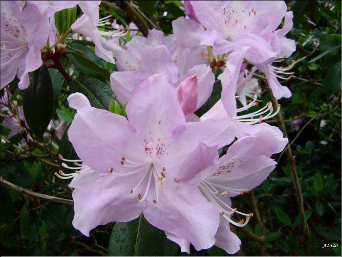 oreotrephes-exquisetum