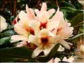 Starbright-Champagne-