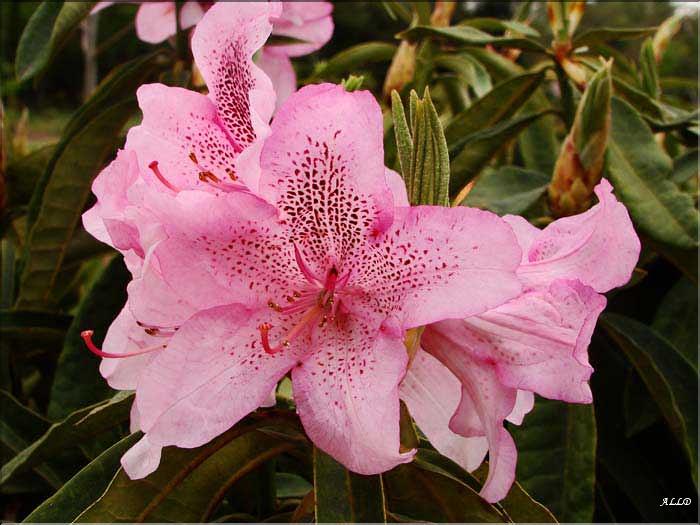 strigillosum-x-inconnu
