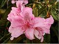 strigillosum-x-inconnu