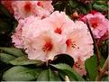 Virginia-Richard-