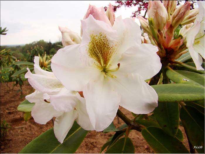 White-Gold
