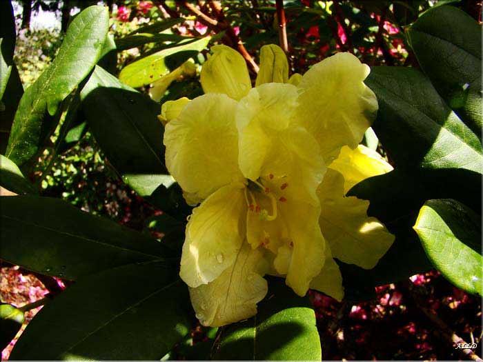 Yellow-Petticoats