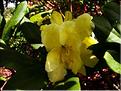 Yellow-Petticoats