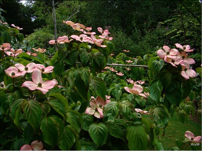 Cornus kousa satomi