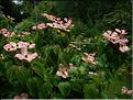 Cornus kousa satomi