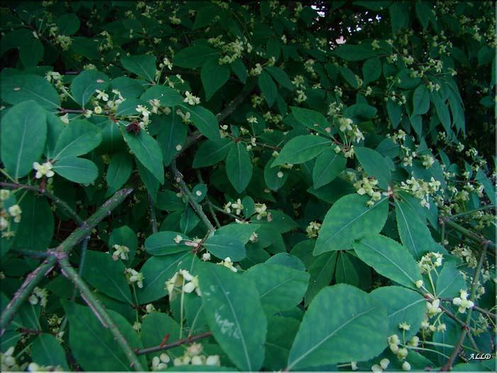 Euonymus alatus