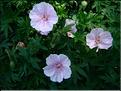 geranium sanguineum var. striatum