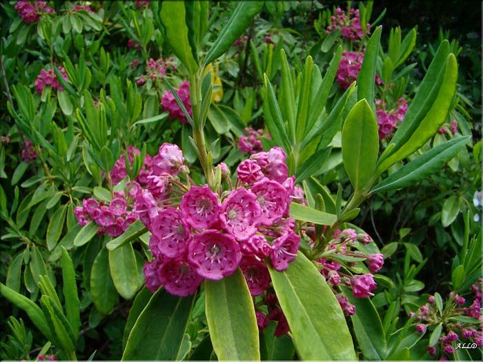 Kalmia angustifolia (2)