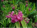 Kalmia angustifolia (2)