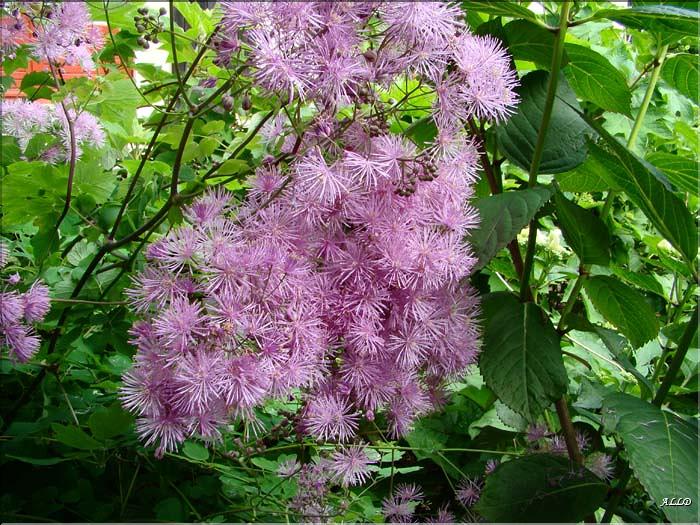 Thalictrum