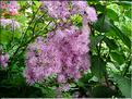 Thalictrum