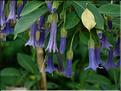 Acnistus-australis