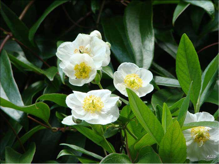 Carpenteria-californica