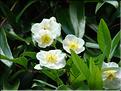 Carpenteria-californica
