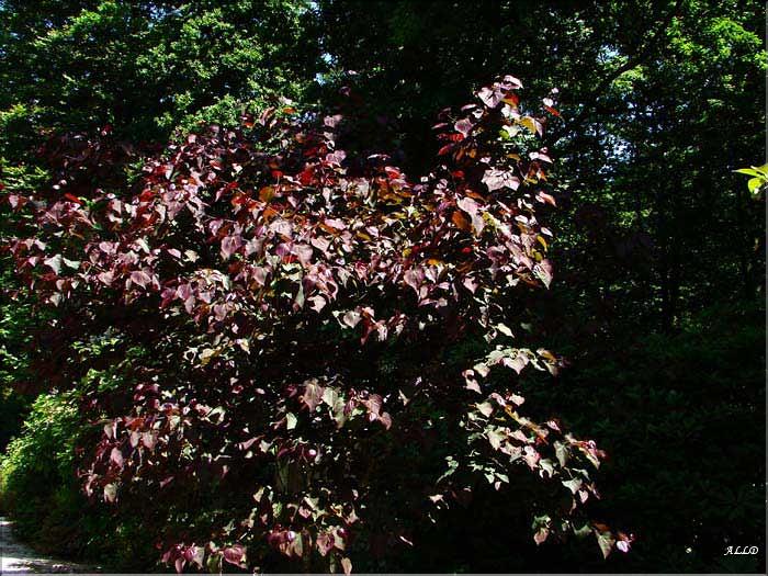 Cercis-Forest-Panzy