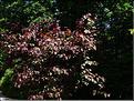 Cercis-Forest-Panzy