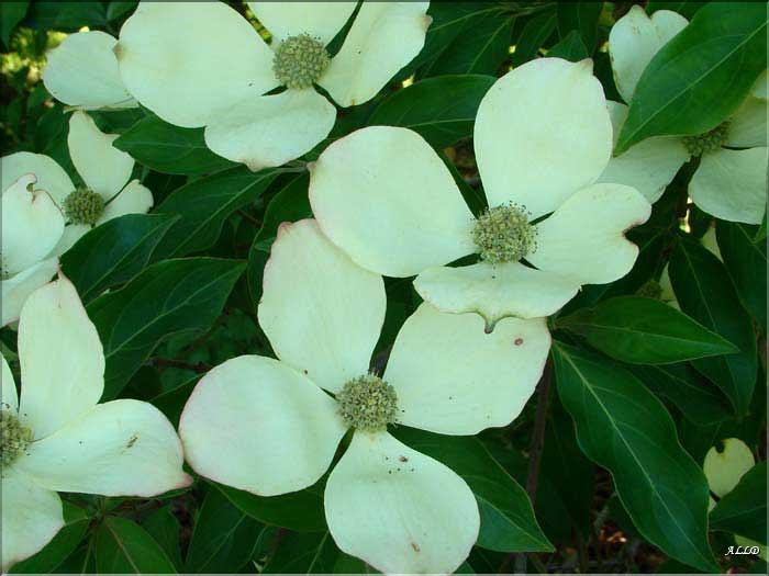 Cornus-capitata-(3)