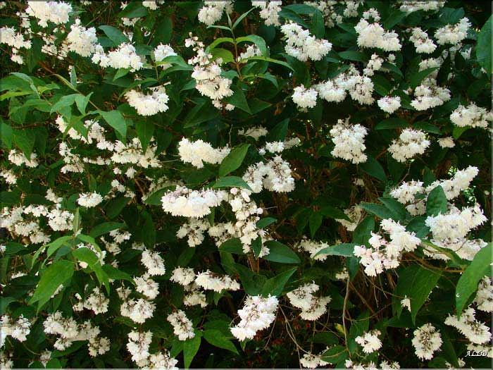 Deutzia-magnifica