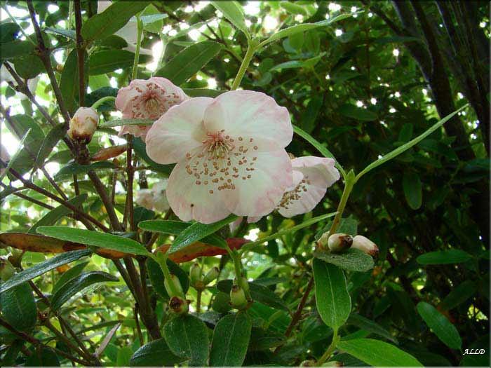 Eucryphia-Lucida-Pink-Cloud