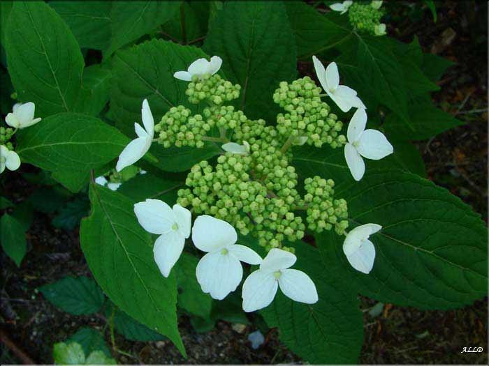 Kurenai-(début-floraison).