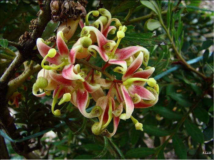 Lomatia-ferruginea-(2)