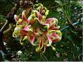 Lomatia-ferruginea-(2)