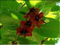 Lonicera-involucrata-Ledebo