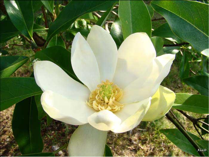 Magnolia-Virginiana-(2)