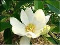 Magnolia-Virginiana-(2)