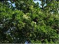 rosier-Wedding-Day-(3)
